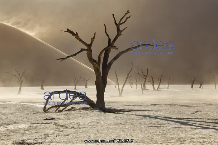 : Ancient dead Camel Thorn (Acacia erioloba) on t : Ancient dead Camel Thorn (Acacia erioloba) on t
