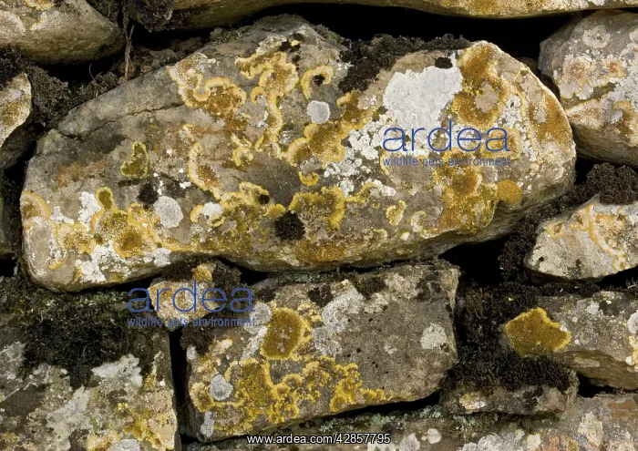 : Ancient drystone wall, covered with lichens. Limestone : Ancient drystone wall, covered with lichens. Limestone