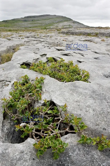 : Ancient dwarf gnarled holly trees growing on limestone : Ancient dwarf gnarled holly trees growing on limestone