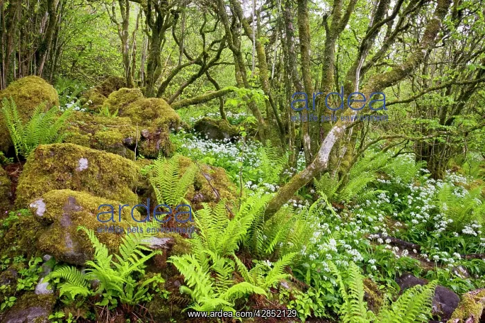 : Ancient dwarfed coppice woodland with ferns, at : Ancient dwarfed coppice woodland with ferns, at