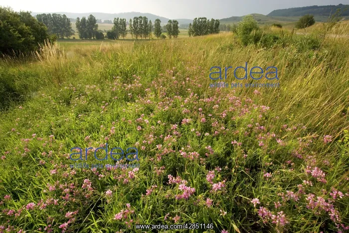 : Ancient flowery grasslands around the saxon village : Ancient flowery grasslands around the saxon village