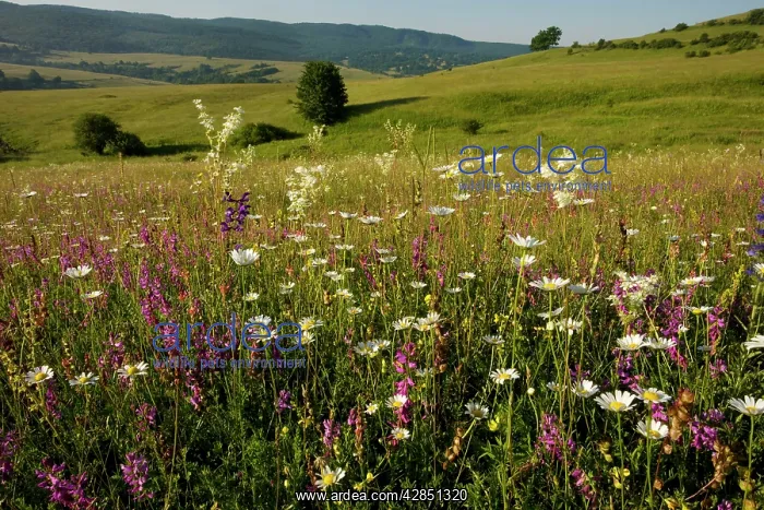 : Ancient flowery limestone grassland in Transilvania : Ancient flowery limestone grassland in Transilvania