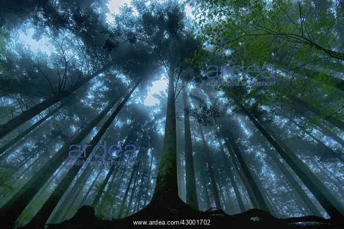 : Ancient Forest : Ancient Forest