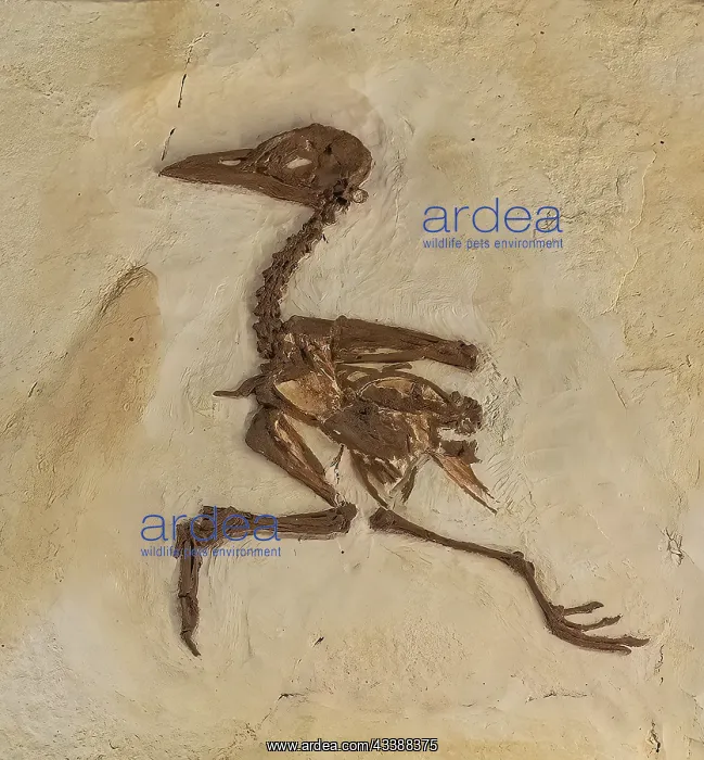 : Ancient Fossil Bird, Primobucco mcgrewi, early eocene : Ancient Fossil Bird, Primobucco mcgrewi, early eocene