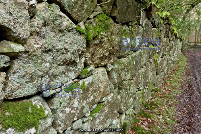 : Ancient granite wall enclosing Whiddon / Whyddon : Ancient granite wall enclosing Whiddon / Whyddon