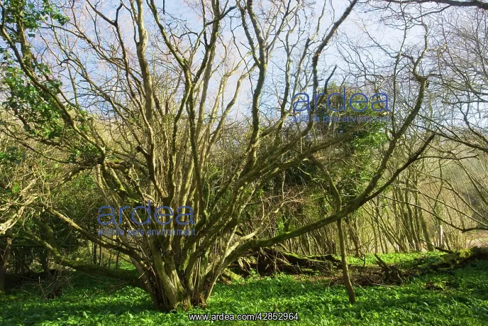 : Ancient hazel coppice stool in bluebell wood : Ancient hazel coppice stool in bluebell wood