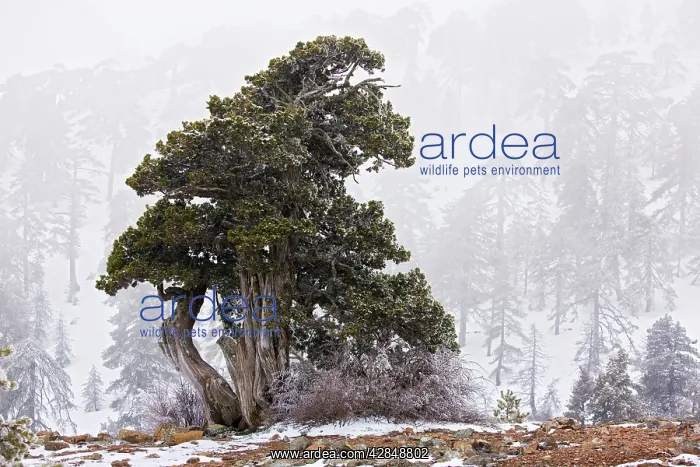 : Ancient Juniper tree - in freezing fog and snow : Ancient Juniper tree - in freezing fog and snow