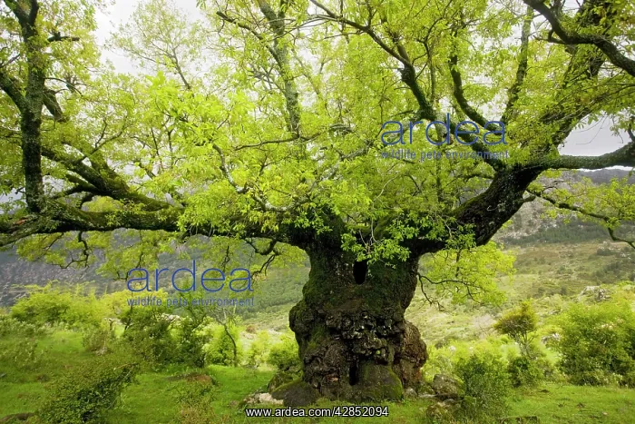 : Ancient Lusitanian Oak - pollard, in dehesa : Ancient Lusitanian Oak - pollard, in dehesa