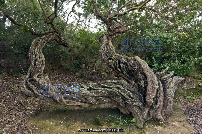 : Ancient Mastic trees : Ancient Mastic trees