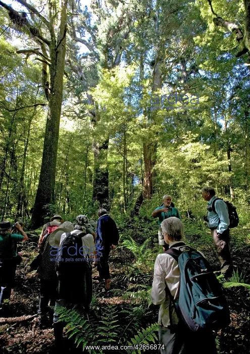 : Ancient mixed podocarp forest, mainly Rimu, in : Ancient mixed podocarp forest, mainly Rimu, in