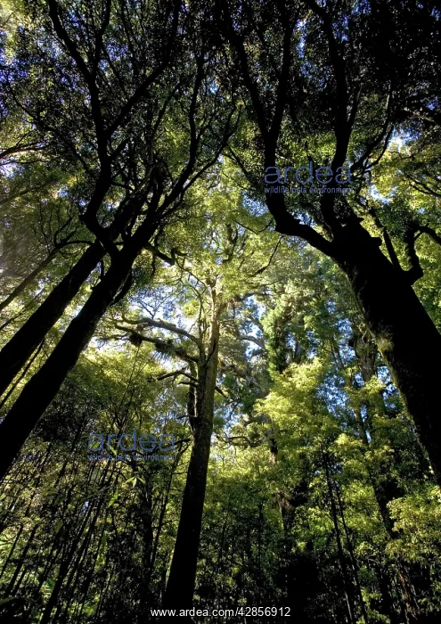 : Ancient mixed podocarp forest, mainly Rimu, in : Ancient mixed podocarp forest, mainly Rimu, in