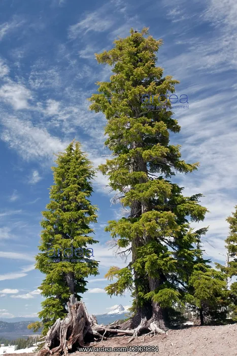 : Ancient Mountain Hemlock Trees - at 7000 ft (2200m) : Ancient Mountain Hemlock Trees - at 7000 ft (2200m)