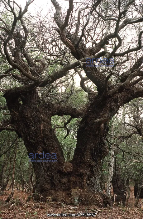 : ANCIENT OAK : ANCIENT OAK