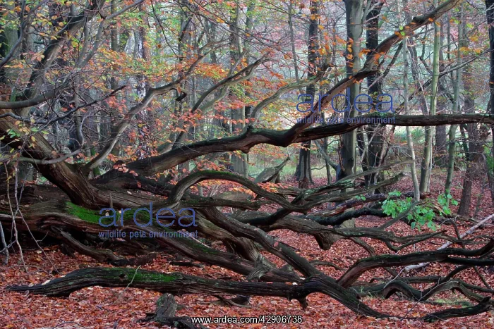 : Ancient Oak - Relict of tree in old forest of Sababurg : Ancient Oak - Relict of tree in old forest of Sababurg