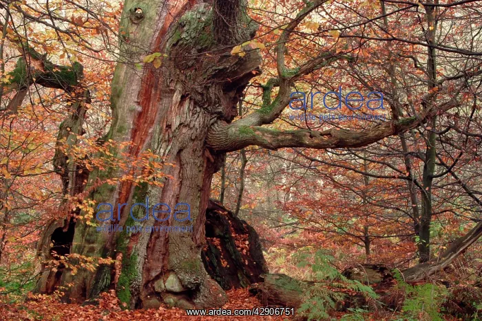 : Ancient Oak Tree - Autumn colour in old forest : Ancient Oak Tree - Autumn colour in old forest