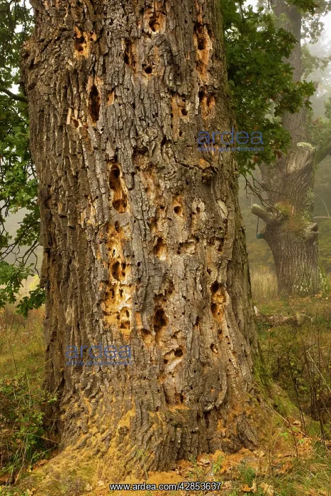 : Ancient oak tree with beetle and woodpecker holes : Ancient oak tree with beetle and woodpecker holes