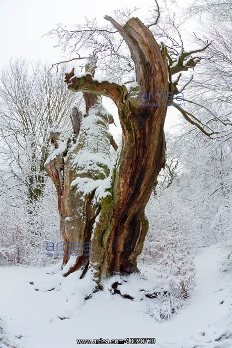 : Ancient Oak Tree, covered in snow in winter, Sababurg : Ancient Oak Tree, covered in snow in winter, Sababurg