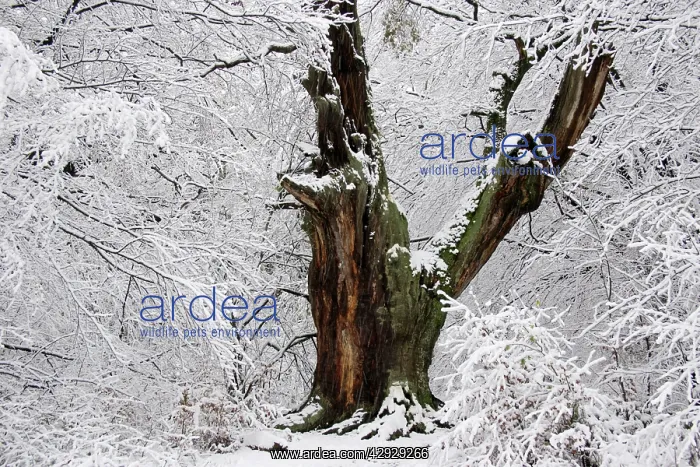 : Ancient Oak Tree in Winter - Snow covered ancient : Ancient Oak Tree in Winter - Snow covered ancient