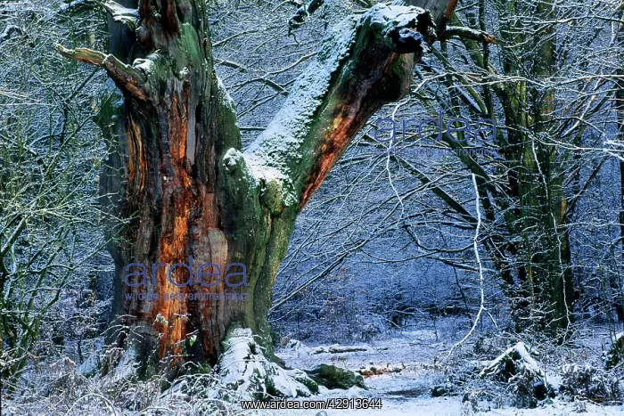 : Ancient Oak Tree - in winter, four hundred years old : Ancient Oak Tree - in winter, four hundred years old