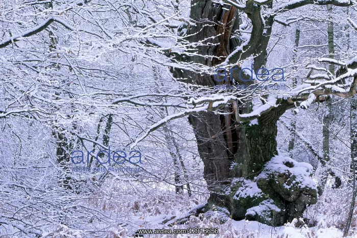 : Ancient Oak Tree - in winter, four hundred years old : Ancient Oak Tree - in winter, four hundred years old