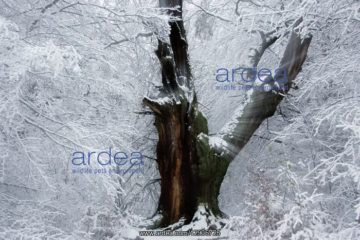 : Ancient OAK Tree - four hundred year old tree in : Ancient OAK Tree - four hundred year old tree in