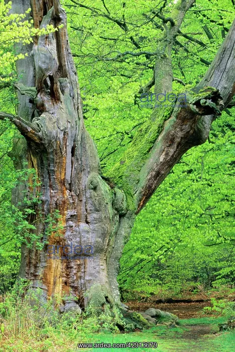 : Ancient Oak Tree - four hundred years old : Ancient Oak Tree - four hundred years old