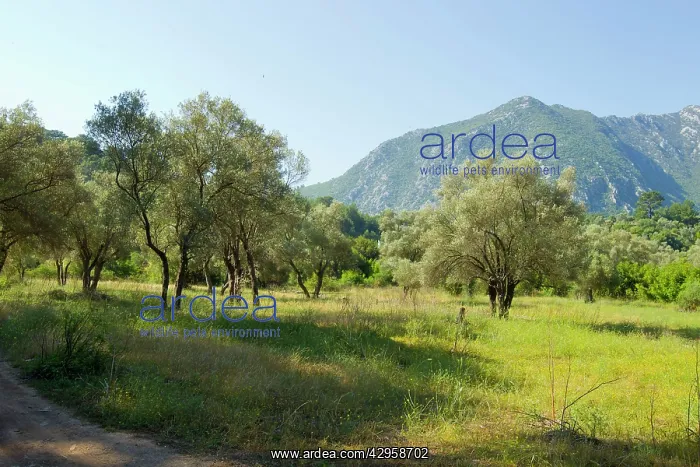  : Ancient Olive Grove - which holds breeding Olive-tree