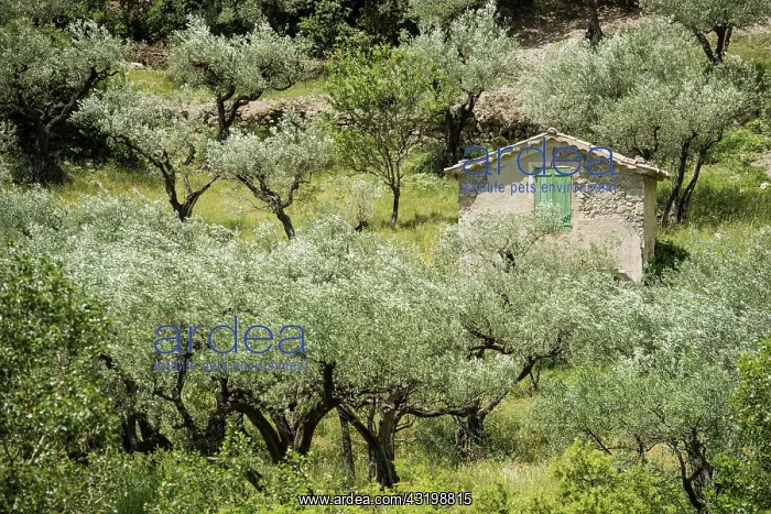 : Ancient Olive Trees (Olea europaea), Buis-les-Baronnies : Ancient Olive Trees (Olea europaea), Buis-les-Baronnies