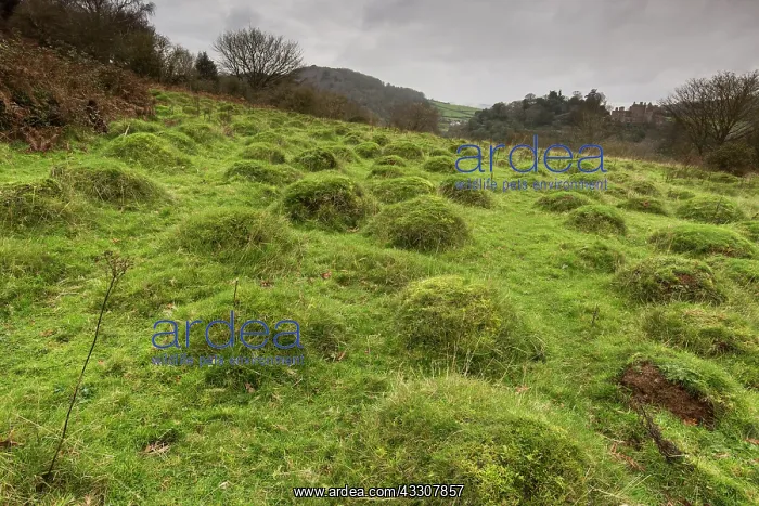 : Ancient pasture with anthills in Dunster deer park : Ancient pasture with anthills in Dunster deer park