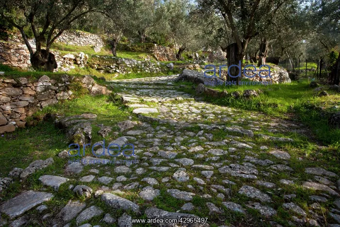 : Ancient paved stone path or Kalderimi - running : Ancient paved stone path or Kalderimi - running