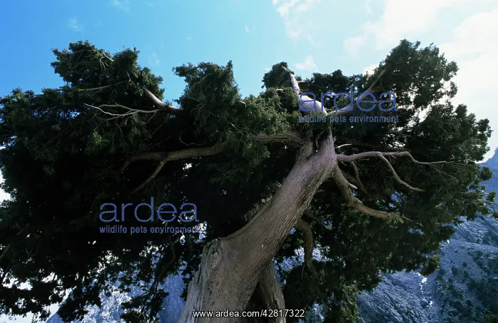 : Ancient Pine Tree : Ancient Pine Tree