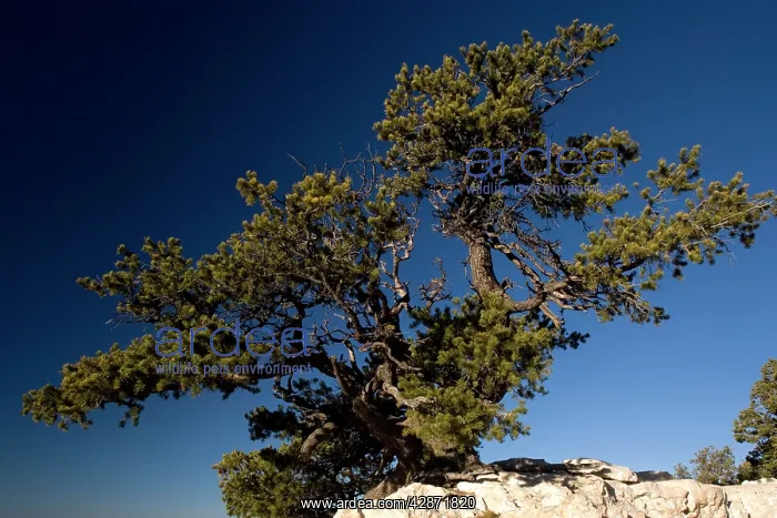 : Ancient Pinyon Pine : Ancient Pinyon Pine
