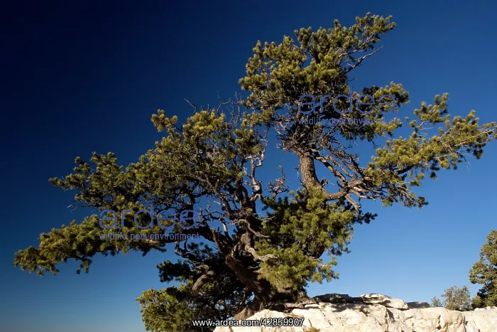 : Ancient Pinyon Pine, Pinus monophylla, on the edge : Ancient Pinyon Pine, Pinus monophylla, on the edge