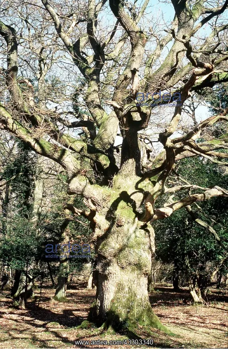 : Ancient Pollard Common Oak : Ancient Pollard Common Oak