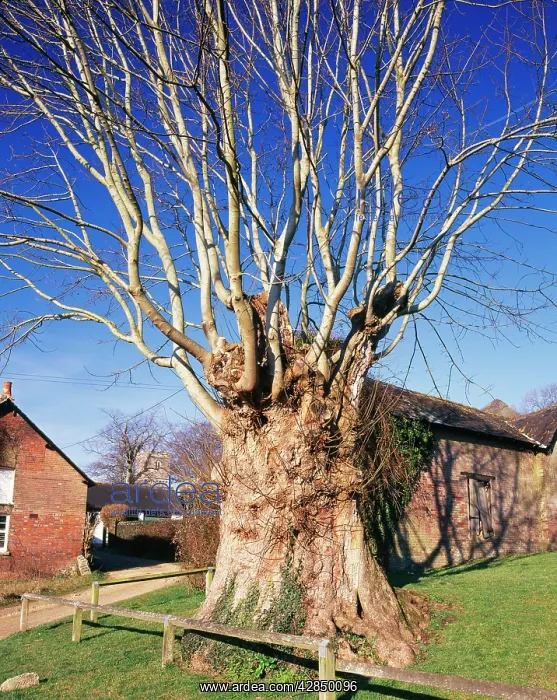 : Ancient Pollard Sycamore Tree - Tolpuddle Martyr's Tree : Ancient Pollard Sycamore Tree - Tolpuddle Martyr's Tree
