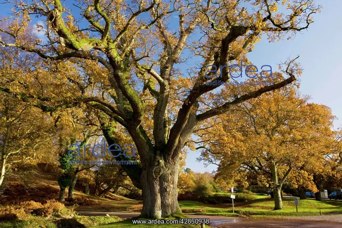 : Ancient pollarded common oak : Ancient pollarded common oak