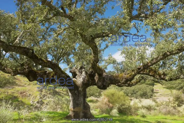 : Ancient pollarded Holm Oak, western form : Ancient pollarded Holm Oak, western form