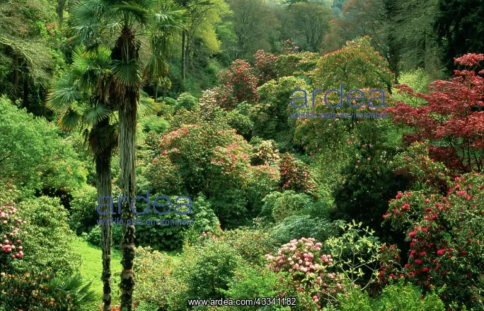 : Ancient RHODODENDRONS a mingling of palms & a canopy : Ancient RHODODENDRONS a mingling of palms & a canopy