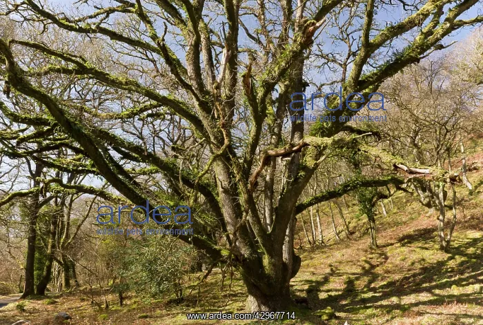 : Ancient Sessile Oak pollards : Ancient Sessile Oak pollards