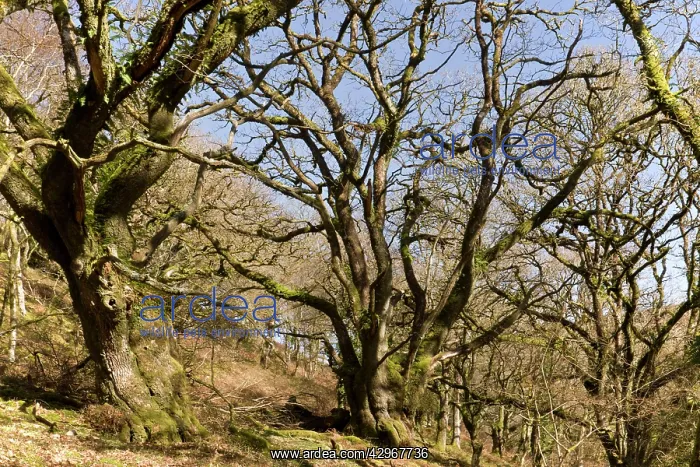 : Ancient Sessile Oak pollards : Ancient Sessile Oak pollards