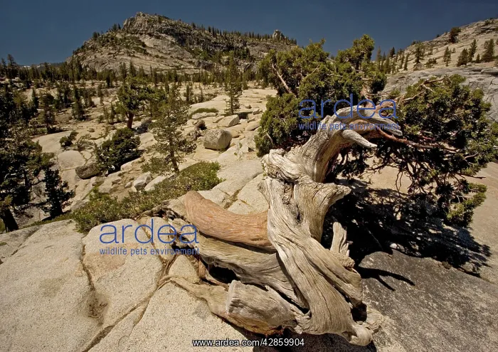 : Ancient Sierra / Juniper Tree : Ancient Sierra / Juniper Tree