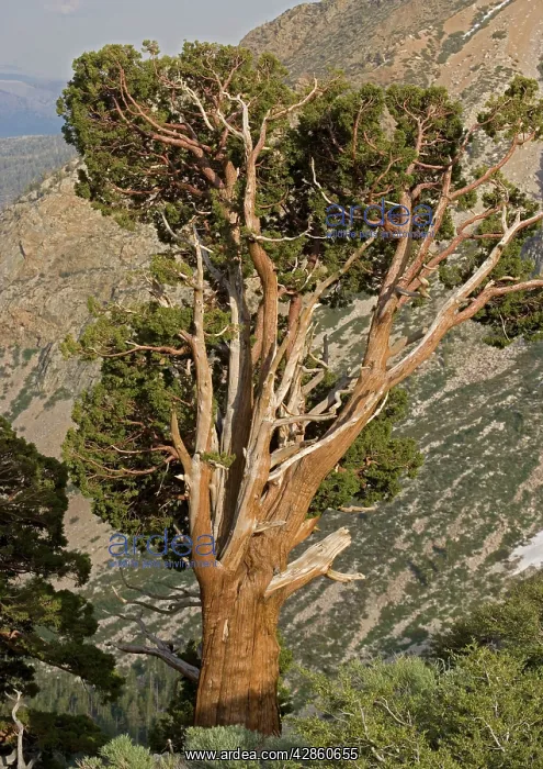  : Ancient Sierra (or Western) Juniper Tree - at high altitude