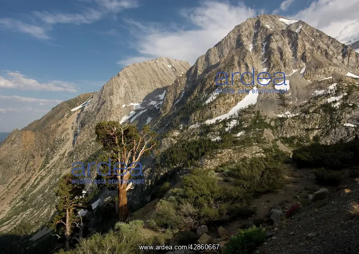 : Ancient Sierra (or Western) Juniper Trees - at high altitude : Ancient Sierra (or Western) Juniper Trees - at high altitude