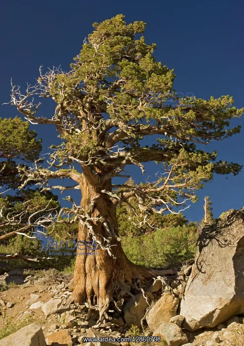 : Ancient Sierra / Western Juniper - at about 10, 000 : Ancient Sierra / Western Juniper - at about 10, 000