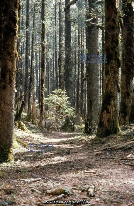 : Ancient Silver FIR forest : Ancient Silver FIR forest
