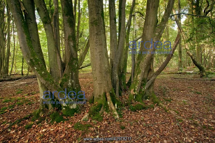 : Ancient Small-leaved Lime coppice in Langley Wood : Ancient Small-leaved Lime coppice in Langley Wood