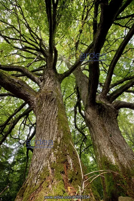 : Ancient Small-leaved limes : Ancient Small-leaved limes