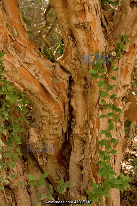  : Ancient trunk of old Common Myrtle