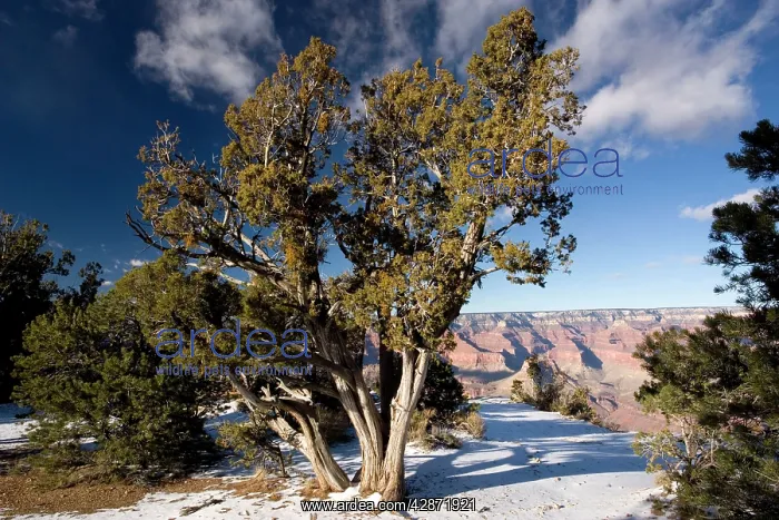 : Ancient Utah Juniper : Ancient Utah Juniper