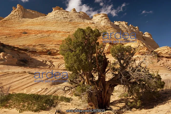 : Ancient Utah Juniper (Juniperus osteosperma) with : Ancient Utah Juniper (Juniperus osteosperma) with